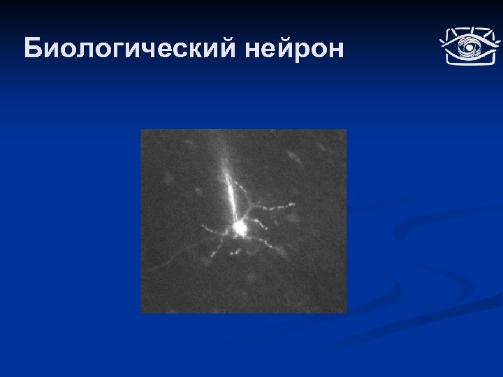 Биологический нейрон 