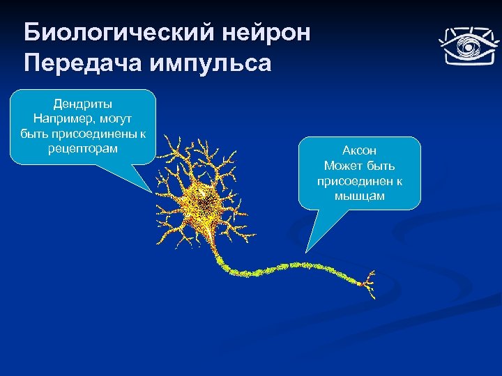 Биологический нейрон Передача импульса Дендриты Например, могут быть присоединены к рецепторам Аксон Может быть