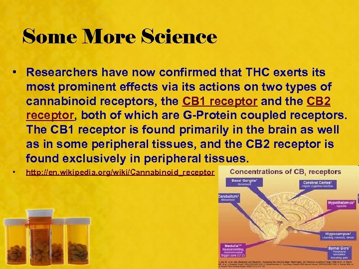 Some More Science • Researchers have now confirmed that THC exerts its most prominent
