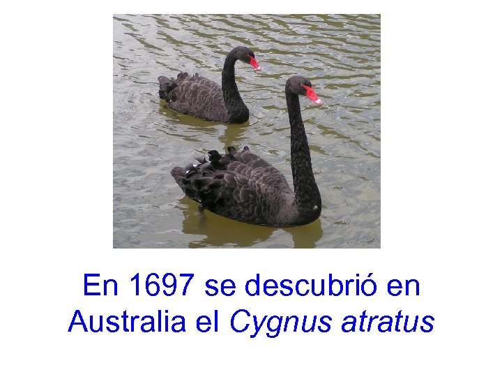 En 1697 se descubrió en Australia el Cygnus atratus 