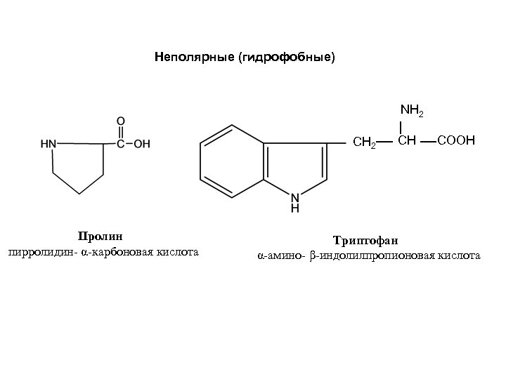 Неполярные (гидрофобные) NH 2 СН 2 Пролин пирролидин- α-карбоновая кислота СН COOH Триптофан α-амино-