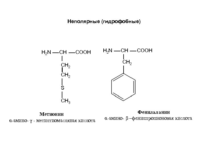 Неполярные (гидрофобные) H 2 N СН COOH СН 2 S СН 3 Метионин α-амино-