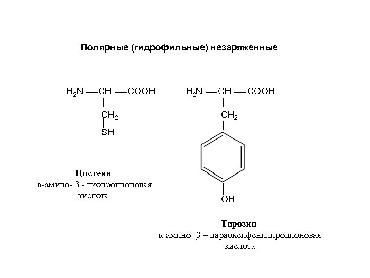 Полярные (гидрофильные) незаряженные H 2 N СН COOH СН 2 SH Цистеин α-амино- β