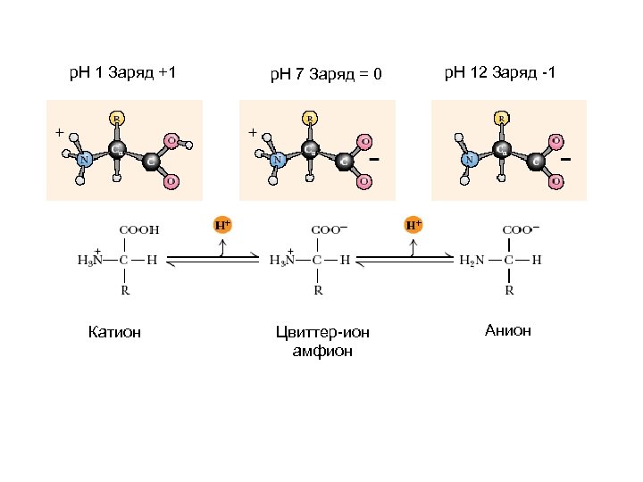 р. Н 1 Заряд +1 Катион р. Н 7 Заряд = 0 Цвиттер-ион амфион