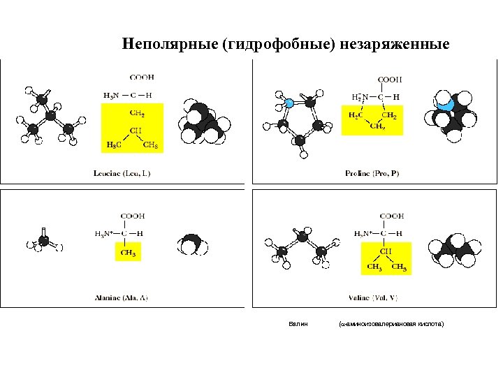 Неполярные (гидрофобные) незаряженные Валин ( -аминоизовалериановая кислота) 