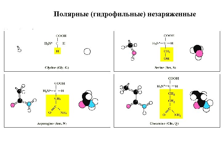 Полярные (гидрофильные) незаряженные 