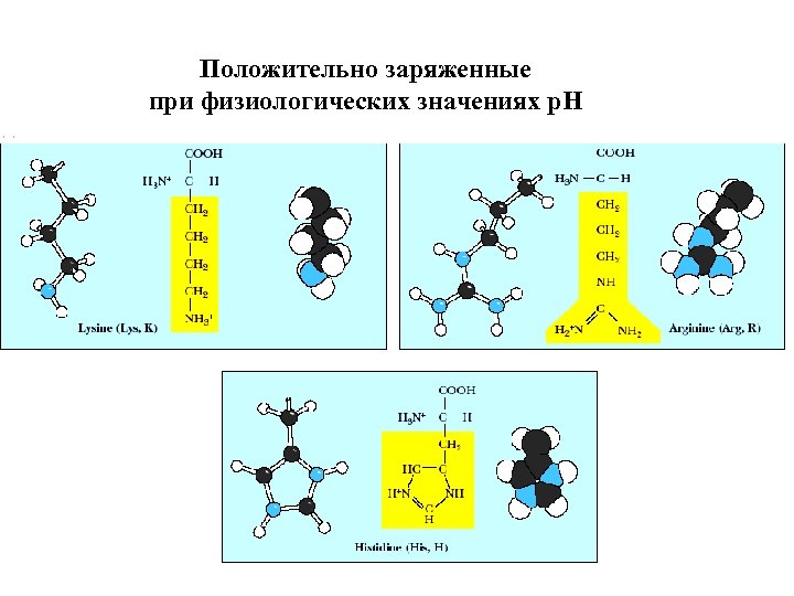 Положительно заряженные при физиологических значениях p. H 
