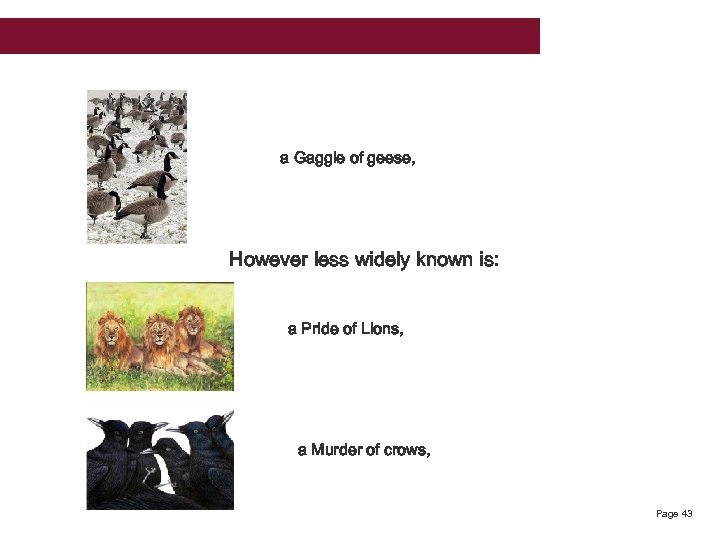 a Gaggle of geese, However less widely known is: a Pride of Lions, a