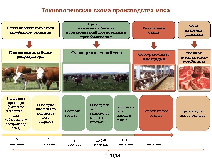 Технологическая схема производства мяса Завоз породистого скота зарубежной селекции Продажа племенных быковпроизводителей для породного