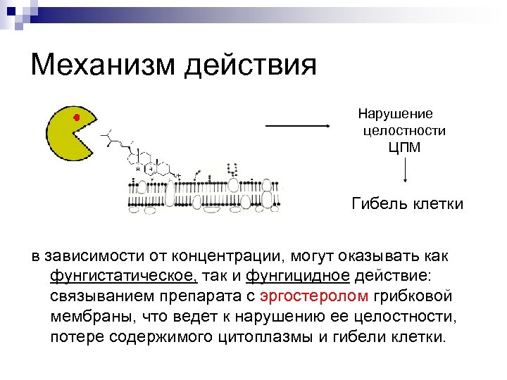 Механизм действия Нарушение целостности ЦПМ Гибель клетки в зависимости от концентрации, могут оказывать как