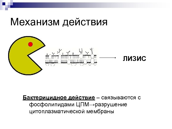 Механизм действия ЛИЗИС Бактерицидное действие – связываются с фосфолипидами ЦПМ→разрушение цитоплазматической мембраны 