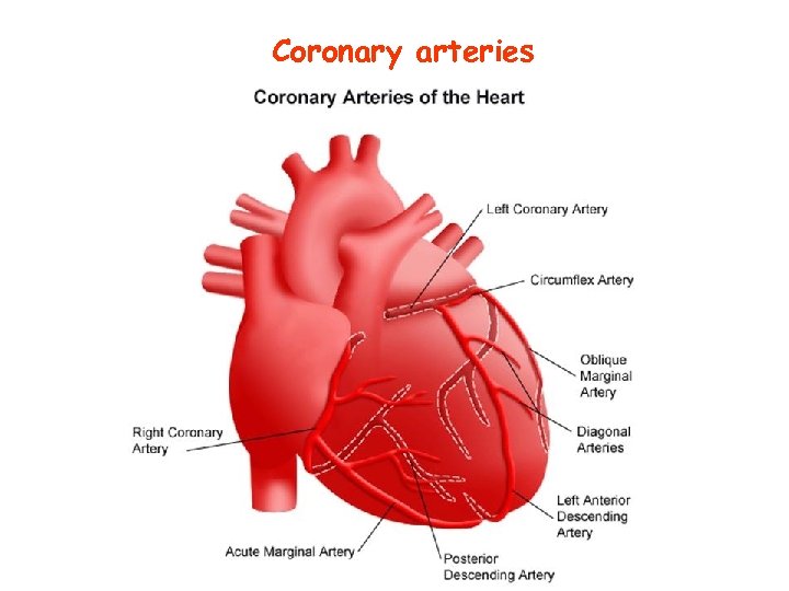 Coronary arteries 