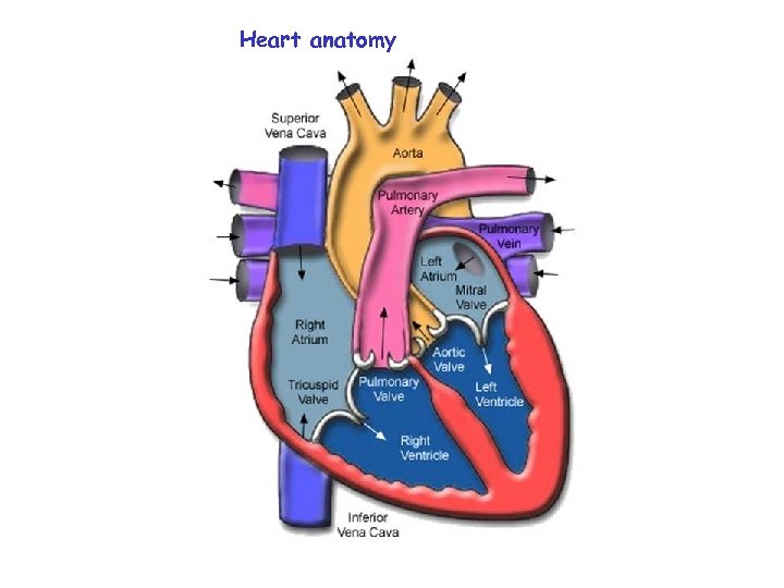 Heart anatomy 