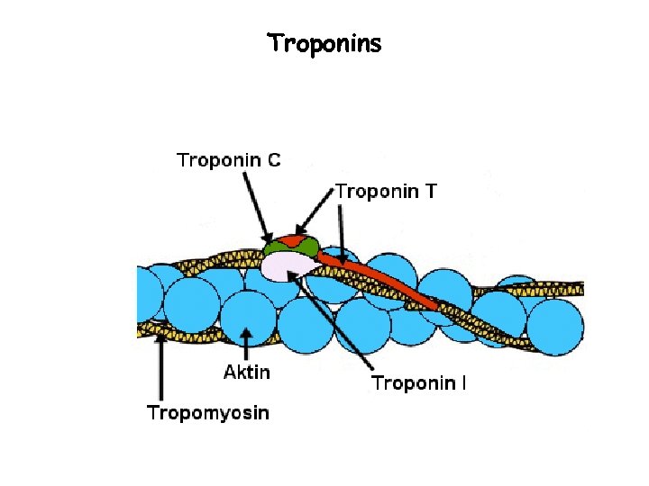 Troponins 