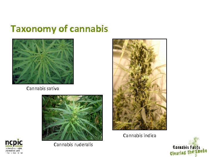 Taxonomy of cannabis Cannabis sativa Cannabis indica Cannabis ruderalis 