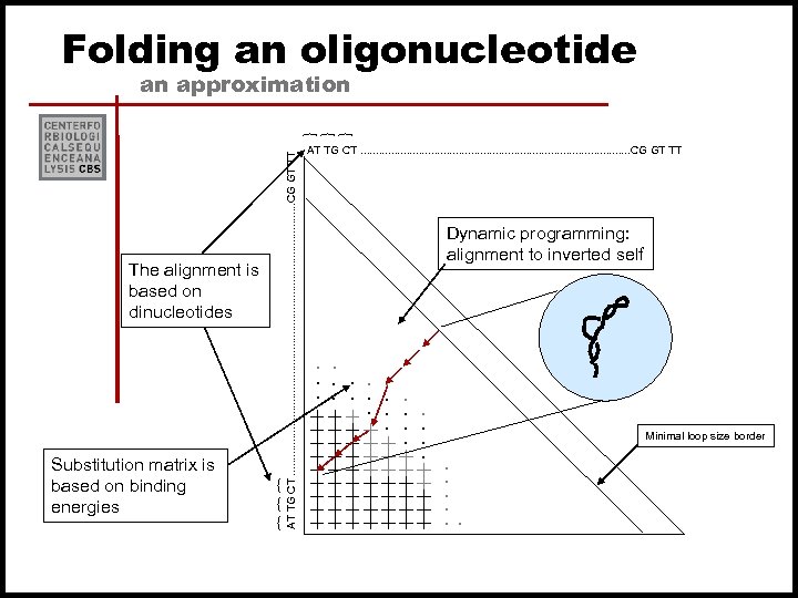 Folding an oligonucleotide an approximation Minimal loop size border . . . { {