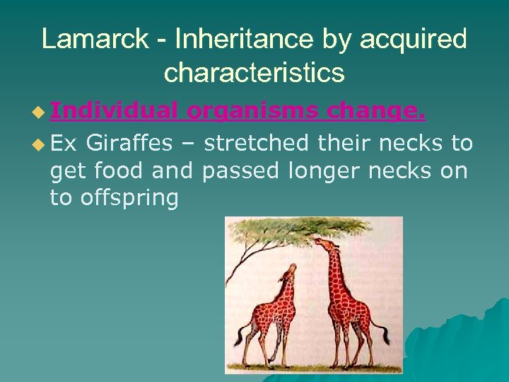 Lamarck - Inheritance by acquired characteristics u Individual organisms change. u Ex Giraffes –