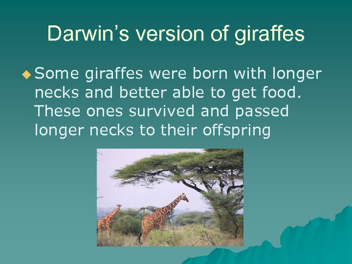 Darwin’s version of giraffes u Some giraffes were born with longer necks and better
