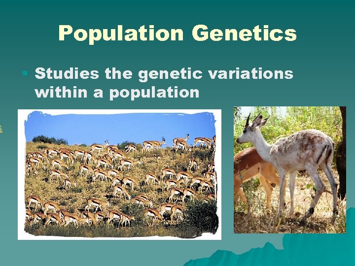 s Population Genetics § Studies the genetic variations within a population 