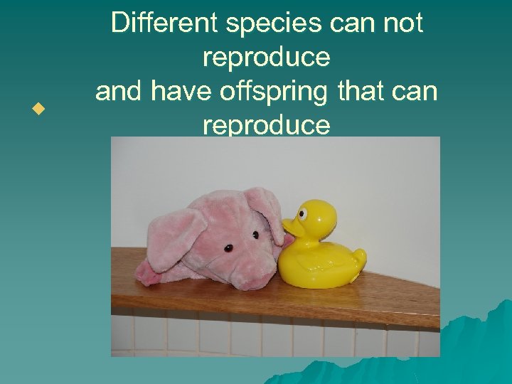 u Different species can not reproduce and have offspring that can reproduce 