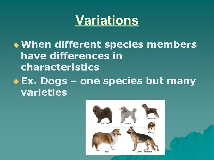 Variations u When different species members have differences in characteristics u Ex. Dogs –