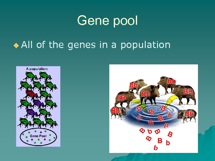 Gene pool u All of the genes in a population 