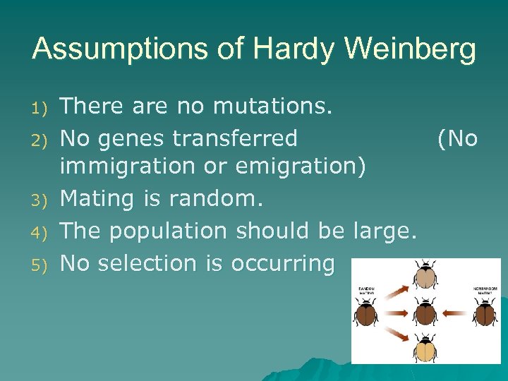 Assumptions of Hardy Weinberg 1) 2) 3) 4) 5) There are no mutations. No