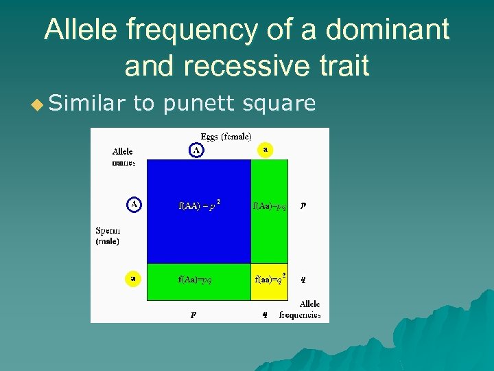 Allele frequency of a dominant and recessive trait u Similar to punett square 