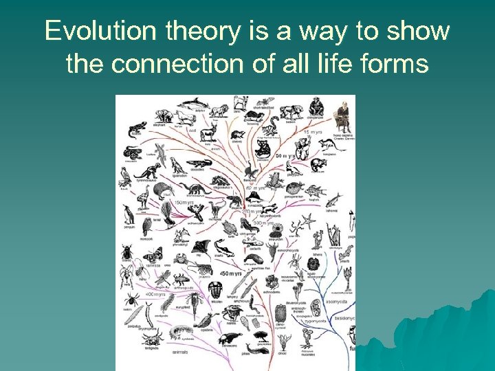 Evolution theory is a way to show the connection of all life forms 