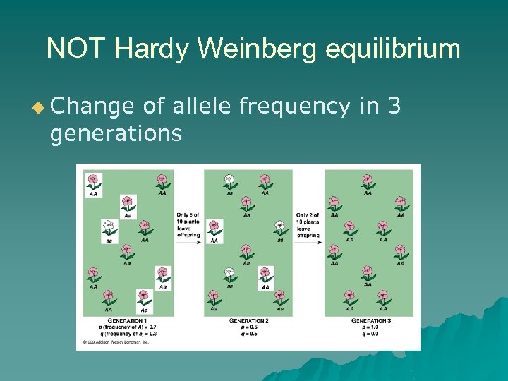 NOT Hardy Weinberg equilibrium u Change of allele frequency in 3 generations 