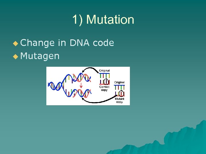 1) Mutation u Change in DNA code u Mutagen 