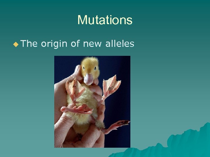 Mutations u The origin of new alleles 