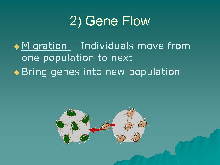 2) Gene Flow u Migration – Individuals move from one population to next u