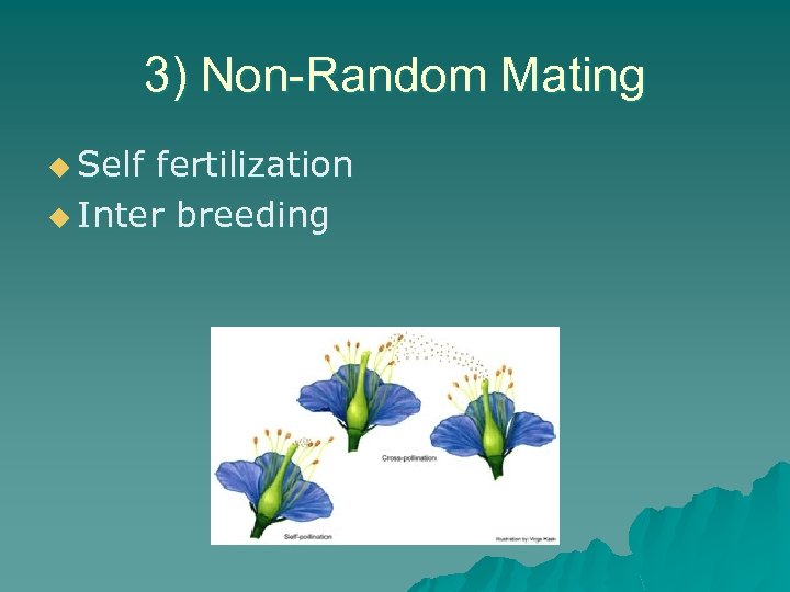 3) Non-Random Mating u Self fertilization u Inter breeding 