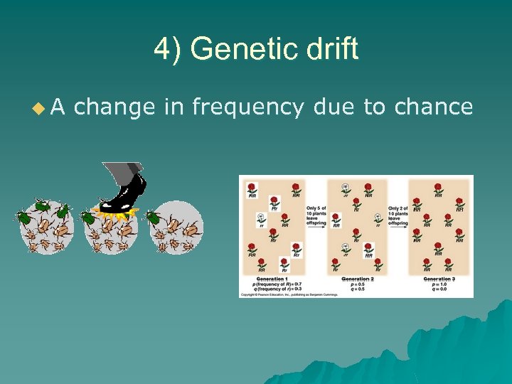 4) Genetic drift u. A change in frequency due to chance 