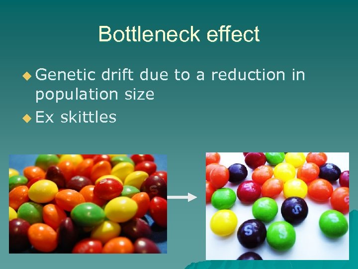 Bottleneck effect u Genetic drift due to a reduction in population size u Ex