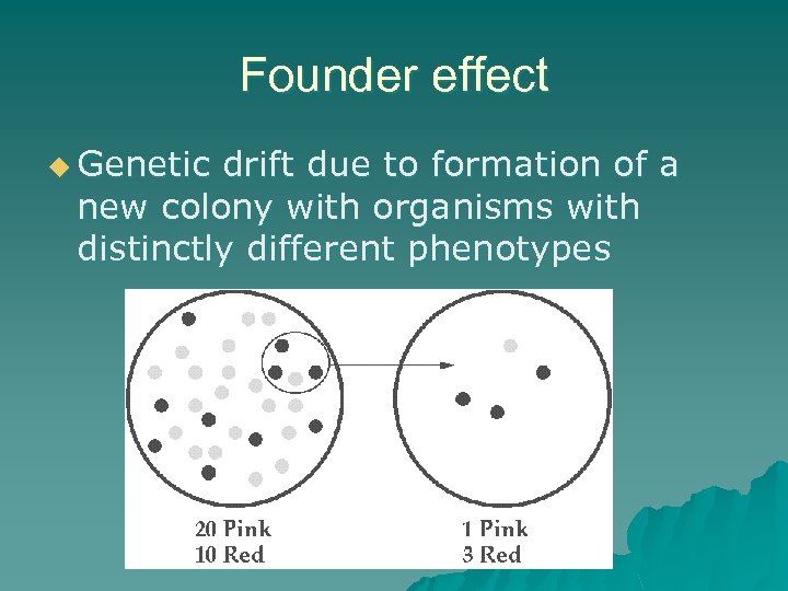 Founder effect u Genetic drift due to formation of a new colony with organisms