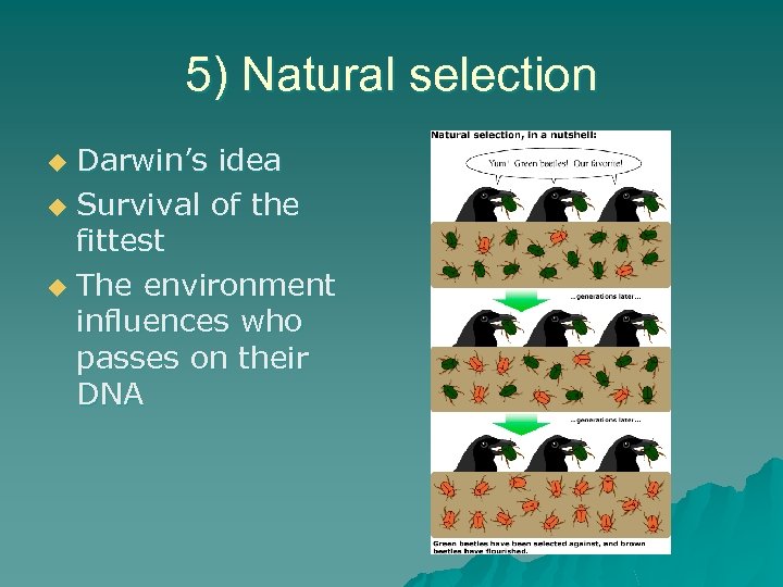 5) Natural selection Darwin’s idea u Survival of the fittest u The environment influences