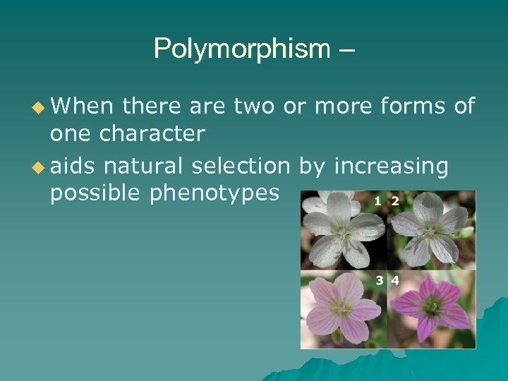 Polymorphism – u When there are two or more forms of one character u