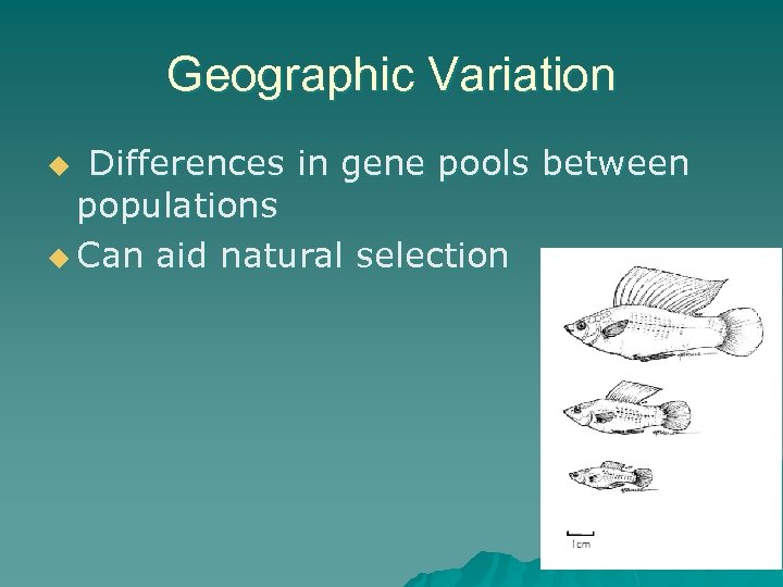 Geographic Variation Differences in gene pools between populations u Can aid natural selection u