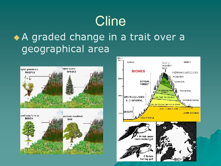 Cline u. A graded change in a trait over a geographical area 