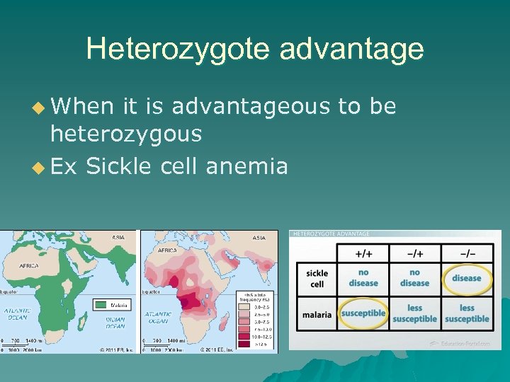 Heterozygote advantage u When it is advantageous to be heterozygous u Ex Sickle cell