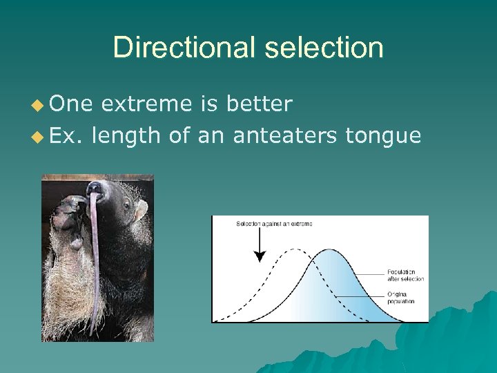Directional selection u One extreme is better u Ex. length of an anteaters tongue