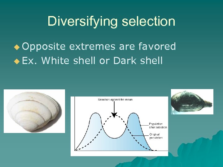 Diversifying selection u Opposite extremes are favored u Ex. White shell or Dark shell