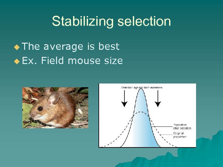 Stabilizing selection u The average is best u Ex. Field mouse size 