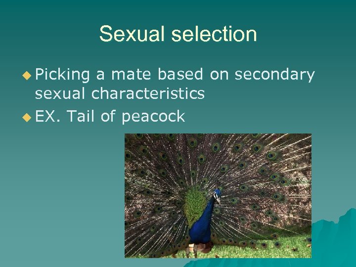 Sexual selection u Picking a mate based on secondary sexual characteristics u EX. Tail