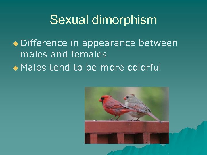Sexual dimorphism u Difference in appearance between males and females u Males tend to