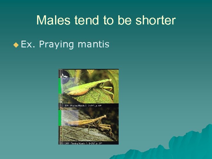 Males tend to be shorter u Ex. Praying mantis 