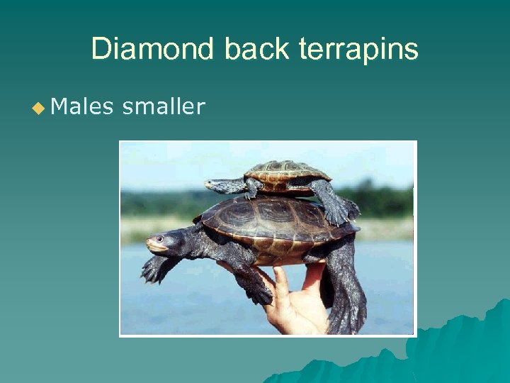 Diamond back terrapins u Males smaller 