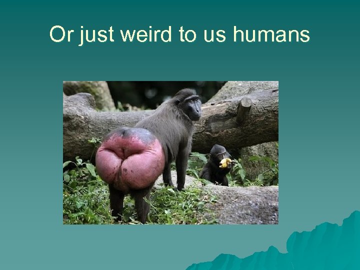 Or just weird to us humans 